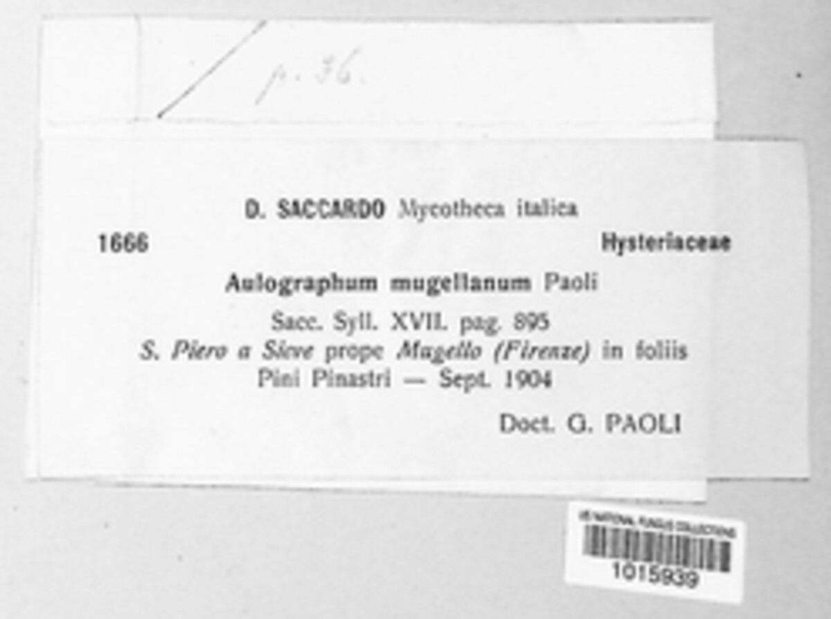 Aulographum mugellanum image